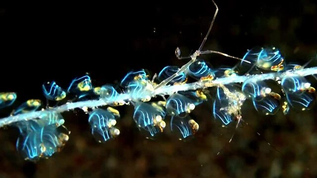
Skeleton Shrimp (Caprellidae) at Night - Close Up - Philippines
