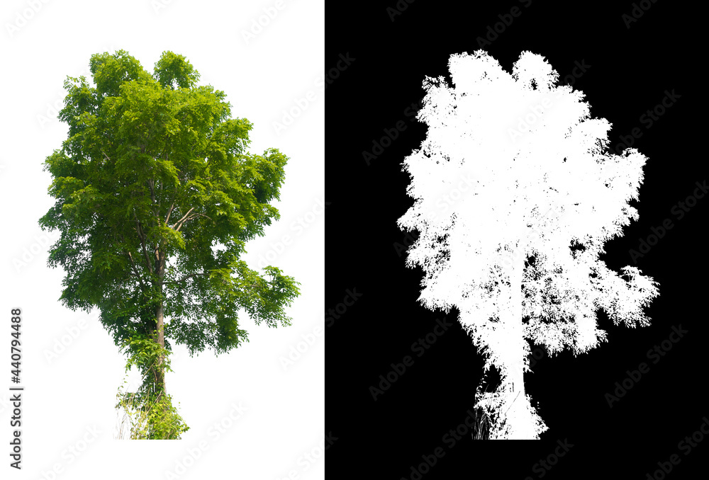 Poster isolated single big tree on white background with clipping path alpha channel for brush and easy to 