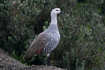 Male Upland Goose, Chloephaga picta, on the shore