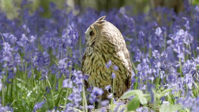Tawny Owl Perched in the Bluebells