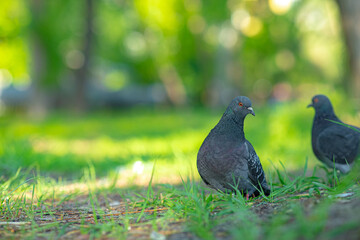 A bird very dove sitting on grass