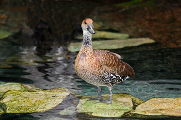 West Indian Whistling Duck, Dendrocygna arborea, in a wetland