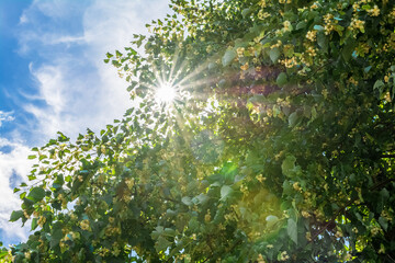 Fototapeta premium The sun's rays break through the thick foliage of a flowering lime tree. Summer landscape as a natural background.