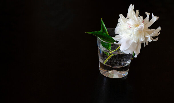 White peone in a glass jar on a table on a dark background in a cafe on the street