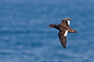Female White-winged Scoter, Melanitta deglandi, in flight