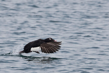 Male White-winged Scoter, Melanitta deglandi, taking off from the water