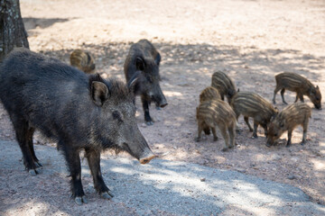 Fototapeta premium Family of wild boar in the 