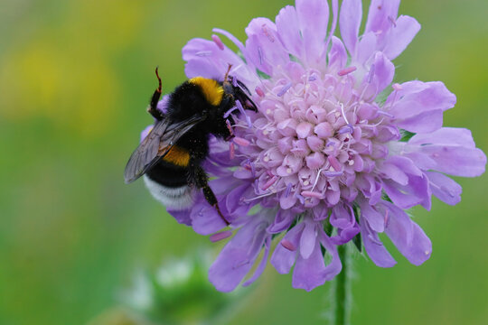 Closeup of a buff-tailed bumblebee , Bombus terrestris on the purple flower of a Field scabious , Knautia arvensis