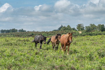 New Forest pony meeting 