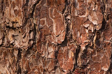 The surface of an old Mahogany (Swietenia mahagoni) tree bark