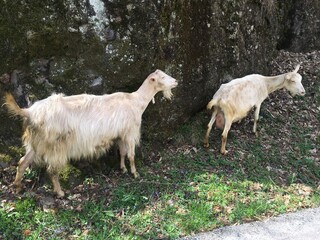 Obraz premium goat on the meadow