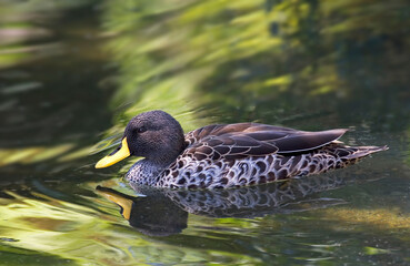 Yellow-billed Duck, Anas undulata, resting on the water