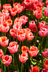 Fototapeta premium Red beautiful tulips field in spring time with sun rays