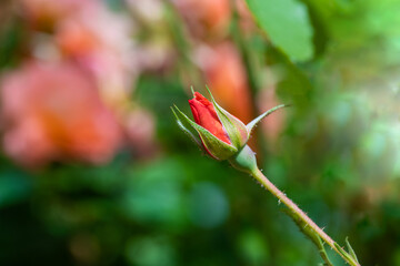 Geschlossene rot blühende Kletter Rose / Kletterrose 