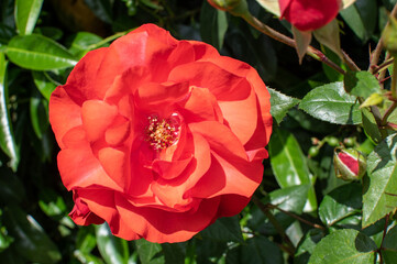 Rot blühende Floribunda Rose im Sommer / Floribundarose