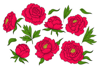Set of colored decorative design elements of peony flowers and leaves in vintage style. Retro illustration of red color peonies. Vector isolated on the white background