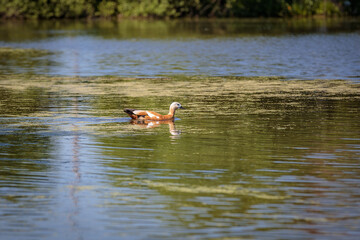 During the day, a wild duck swims along the pond. Close-up.