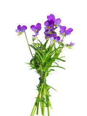 meadow flowers, a bouquet of purple and yellow violets, tied with a grass stem, isolate on a white background