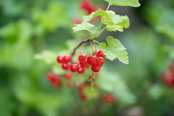 Rote Johannisbeeren am Strauch im Sommer