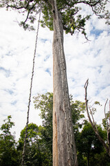 Grande &aacute;rvore no rio Amazonas