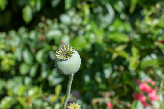 Gr&uuml;ne Mohnkapsel / Klatschmohn Kapsel / Mohn Frucht