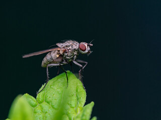 Fly rests on plant leaf