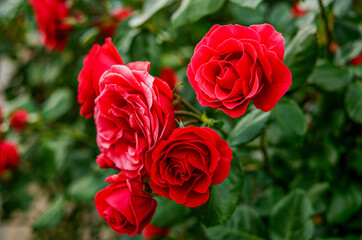 red roses in the wild, in full bloom at close range, elegant, intimate, romantic, with delicate...