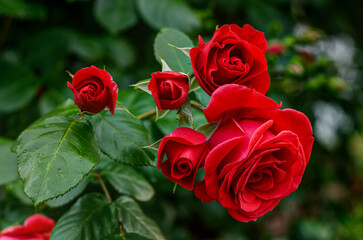 red roses in their natural habitat, in full bloom at close range,elegant, intimate, romantic,...