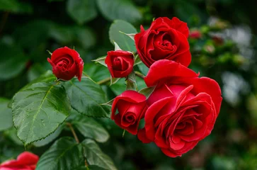 Fototapeten red roses in their natural habitat, in full bloom at close range,elegant, intimate, romantic, delicate © K.Jagielski