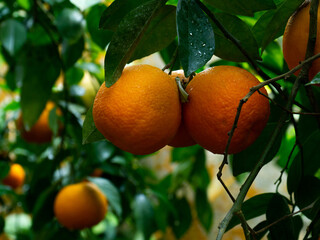 orange oranges ripen on a branch