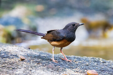 Obraz premium Female white-rumped shama perched on a branch. This threatened species is indigenous to Southern and South East Asia.