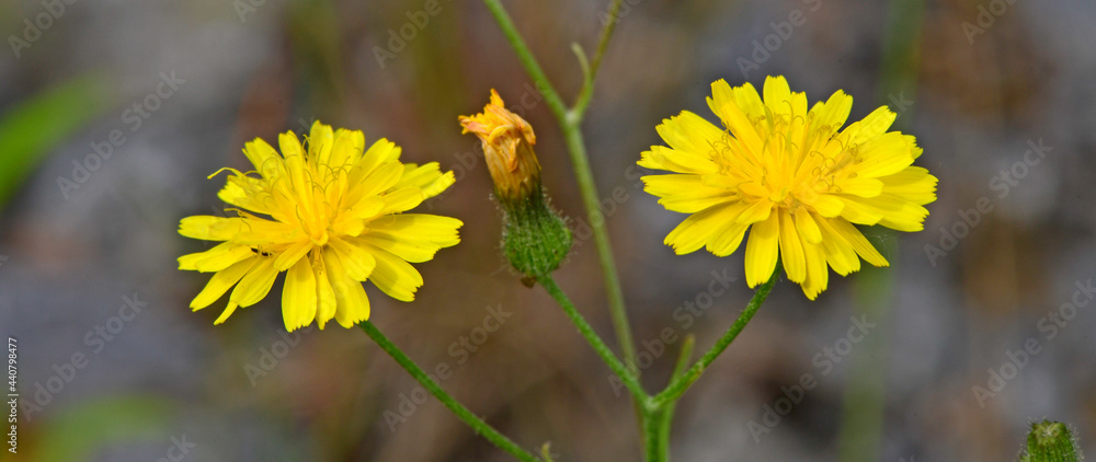 Wall mural Kleinköpfiger Pippau // Smooth hawksbeard (Crepis capillaris)