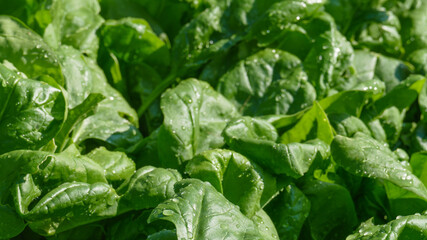 Fototapeta na wymiar Fresh wet organic spinach from vegetable garden with rain drops