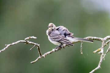 Juvenile pied wagtail perching on a branch