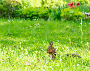 Fototapeta premium squirrel on a background of green grass on a summer day