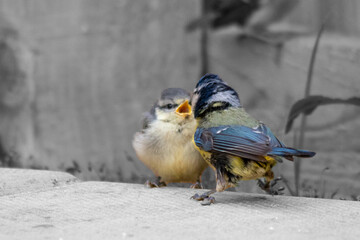 Mother feeding baby blue tit fledgling