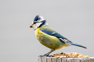 Naklejka premium Beautiful blue tit searching for food