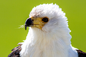 Sea eagle close up