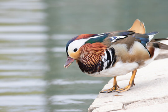 Mandarin duck with beautiful colours