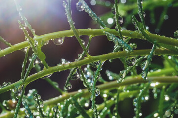 Beautiful wallpaper of dewdrop in nature, water drop on green leaf in the morning sunshine after the rain, Abstract blurred background.
