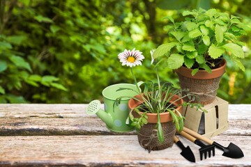 Planting A flowers from pot In Garden, Gardening Concept