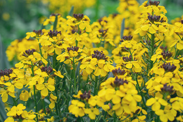 yellow summer flowers with black core. Natural background. Flowers background. Beautiful neutral colors