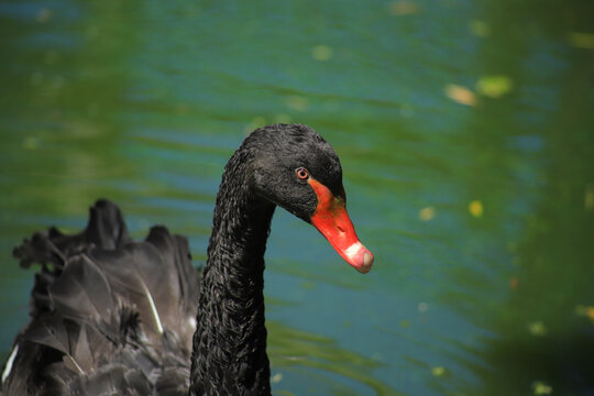 A cute black swan is swimming in a lake.