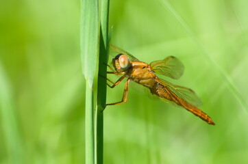 dragonfly on a green leaf