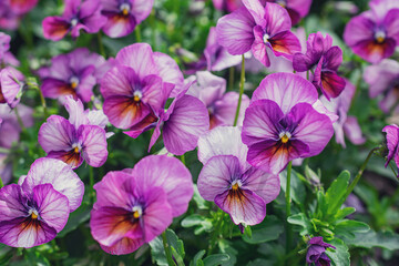 Pansy Viola Gem Pink Antique. Natural background. Flowers background. Beautiful neutral colors