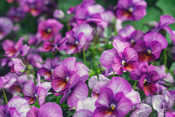 Fototapeta na wymiar Pansy Viola Gem Pink Antique. Natural background. Flowers background. Beautiful neutral colors