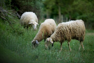 Mouton champ agriculture - montagne campagne France tourisme