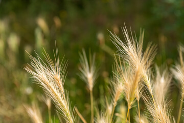 Feathery fresh spiky grass in the summer