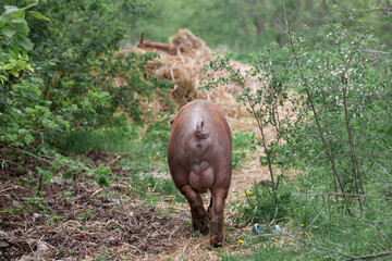 piglet with dark brown hair and curled pig tail in a cage eating grass on a pig pork farm