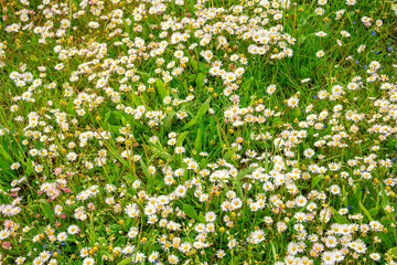 Obraz na płótnie Canvas White daisies on the meadow, background of daisies, bee on chamomile flower springtime